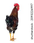 Swedish Flower Rooster Isolated ...