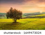 Volterra, countryside panoramic view, lonely olive tree, rolling hills and green fields on sunset. Pisa, Tuscany Italy Europe.