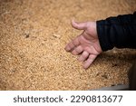 Small photo of a farmer's hand picks grains in a heap of wheat grains drying at mill storage or grain elevator. The main commodity group in the food markets