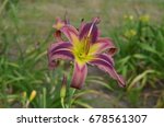 Hemerocallis 'Starman's Quest' - violet mauve flower of daylily with dark purple eyezone and green chartreuse throat