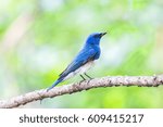 Small photo of Zappey's flycatcher (Cyanoptila cumatilis) is a songbird in the Old World flycatcher family Muscicapidae. It was formerly considered to be conspecific with the blue-and-white flycatcher.