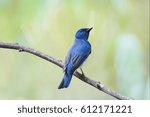 Small photo of Zappey's flycatcher (Cyanoptila cumatilis) is a songbird in the Old World flycatcher family Muscicapidae. It was formerly considered to be conspecific with the blue-and-white flycatcher.