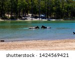 Small photo of Glen Mervyn Dam is 18km south of Collie , Western Australia and is a popular waterskiing,swimming and fishing spot in summer where camping is permitted on the western shore of the dam and horses swim.