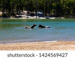 Small photo of Glen Mervyn Dam is 18km south of Collie , Western Australia and is a popular waterskiing,swimming and fishing spot in summer where camping is permitted on the western shore of the dam and horses swim.