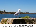 A Dainty White Seagull Seabird...