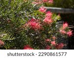 Small photo of Bright orange red flower spike blooms of Australian Robyn Gordon grevillea species which flower all year round providing nectar to native birds and bees and brighten up the garden and bush lands.