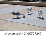 Small photo of Seagulls eating food scraps on the land backed harbor at Bunbury, Western Australia on a sunny morning in summer squabble and fight to get the food scraps as they are adept at scavenging.
