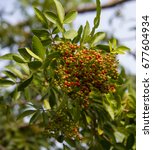 Small photo of Fruit of ripening Zanthoxylum piperitum, Japanese pepper, pricklyash, or sansh red in autumn has pungent oils found in leaves, roots bark, pericarp creating Szechuan pepper, five spice powder.