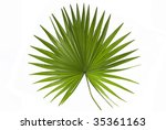 Palm Leaf In White Background