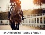 Equestrian sport. Portrait of a dressage horse in training, front view. Sports stallion in the bridle.The leg of the rider in the stirrup, riding on a horse. Dressage of the horse in the arena. 