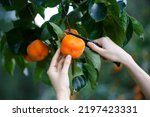 woman Hands cutting harvest Ripe Persimmons fruit hanging on  Persimmon tree 