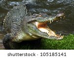 Australian Crocodile.