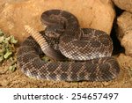 Portrait of a Southern Pacific Rattlesnake (Crotalus viridis helleri).