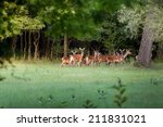 Herd of hinds standing in forest and looking at camera