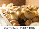 Hatching eggs in incubator....