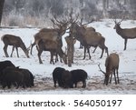 Red deer herd and wild boars eating at feeder place in forest on snow. Wildlife in winter time