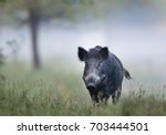 Wild boar (sus scrofa ferus) walking in forest on foggy morning and looking at camera. Wildlife in natural habitat