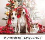 Cat And Dog Near Christmas Tree