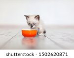 Kitten eating food from bowl. Little cat eating at home