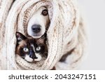 Small photo of Cat and dog sticking out from under a rug or a scarf. Pets hid from the cold. Cozy winter or autumn concept
