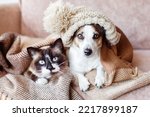 Small photo of Cold at home, dog and cat are basking in a hat and under warm blanket. Dog and cat together under plaid