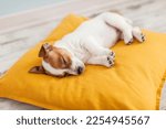 Small photo of Little Jack Russell terrier puppy sleeping peacefully on soft yellow bed. Small white and brown dog is resting at home