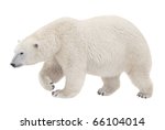 Polar bear isolated on white background