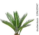 Young Palm Tree Isolated On...