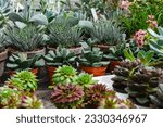 Small photo of Buying a succulent. A variety of potted succulents for sale at the garden center