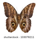 Macro Photo Of Owl Butterfly...
