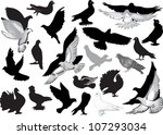 illustration with pigeon... | Shutterstock .eps vector #107293034