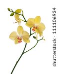 Light Yellow Orchid Flowers...