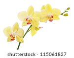 Light Yellow Orchid Flowers...