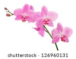 Pink Orchid Flowers Isolated On ...