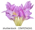 Light Lilac Crocus Flowers...