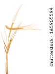 three ear of barley isolated on ... | Shutterstock . vector #165905594