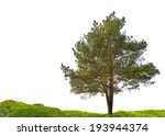 single pine in moss isolated on ... | Shutterstock . vector #193944374