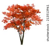 Red Autumn Maple Tree Isolated...