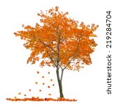 Orange Autumn Maple Tree...