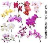 Set Of Different Orchid Flowers ...
