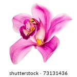 Pink Orchid Flower Isolated On...