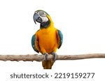 Macaw parrot bird smile catch...