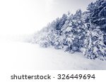 Spruce Tree foggy Forest Covered by Snow in Winter Landscape
