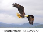 Bald Eagle. British Columbia....