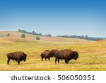View of bison in Custer State Park in the Black Hills in South Dakota