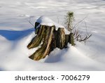 Tree Stump Covered With Snow