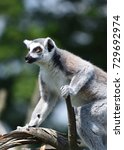 Small photo of Finicky Ring-tailed lemur (Lemur catta) is sticking out his tongue