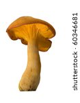 Jack O'lantern Mushroom