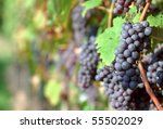 Red Bunches Of Grape In The...