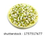 Mungo bean sprouts on yellow plate. Isolated on white background
